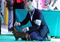 Crufts_dachshunds 673